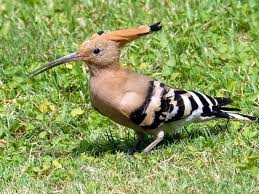  Eurasian Hoopoe