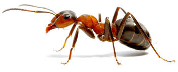 ant