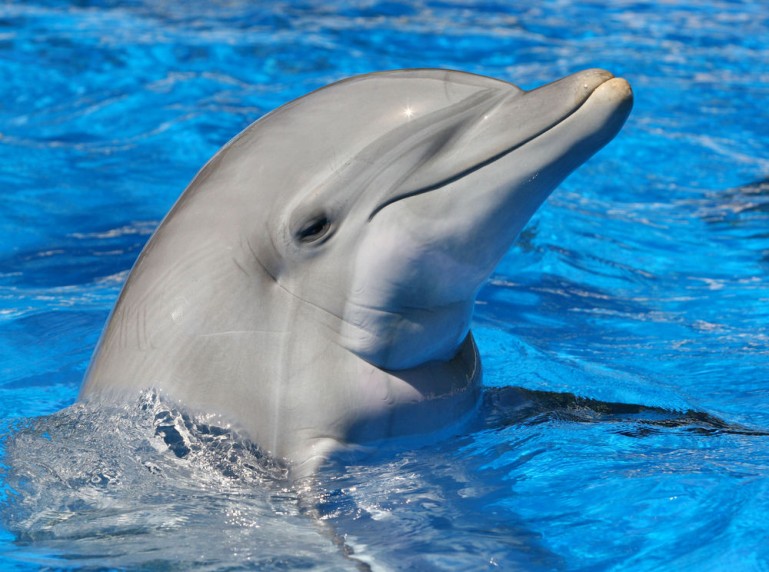 Dolphin