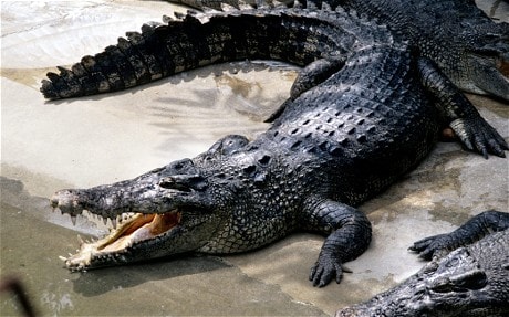 crocodile